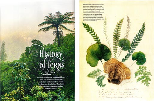 History of ferns