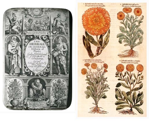 Ancient medicine: the herbs & cures we still use today