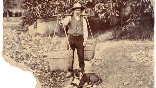 From gold mines to green fields: the contribution of Chinese market gardeners in New Zealand