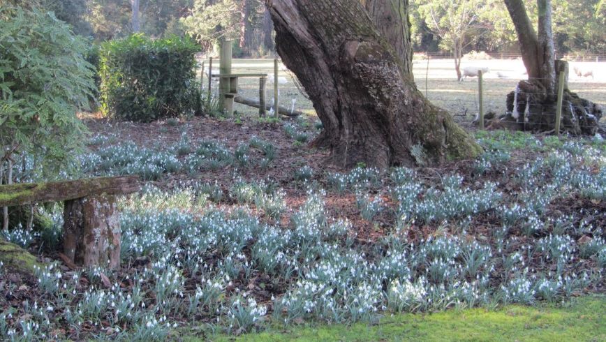 Snowdrops at Terrace Station